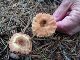 L. laccata – These caps had concave tops with many of them becoming funnel-like. L. laccata – These caps had concave tops with many of them becoming funnel-like.
